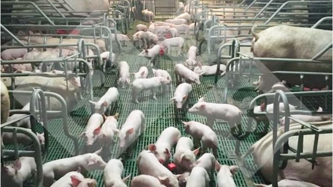 Figura 1. Un grupo de lechones socializado en la maternidad.