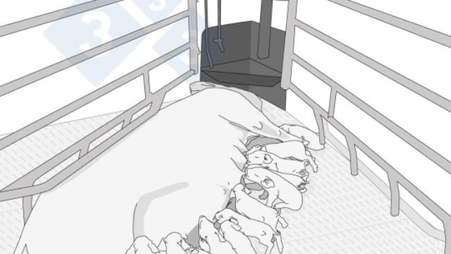 Infografía sobre la alimentación de precisión