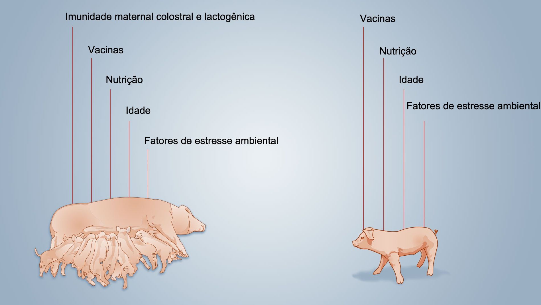 Figura 2. Fatores que influenciam no desenvolvimento da imunidade neonatal
