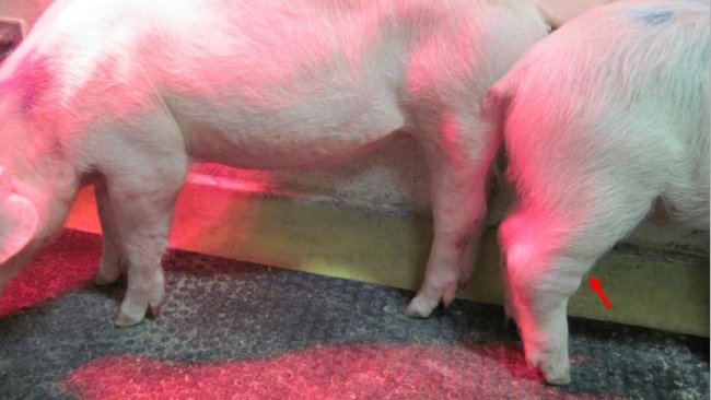 Figura 1. Forma crônica de peste suína africana (PSA). A seta aponta para articulações edemaciadas. Fonte: Walczak et al. Patógenos, 2020.9, 237