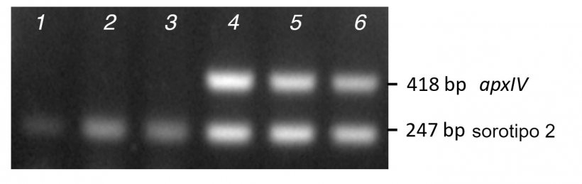 Figura 2. Compara&ccedil;&atilde;o da amplia&ccedil;&atilde;o de bandas a partir de PCR de col&ocirc;nias purificadas (linhas 1-3) versus DNA (linhas 4-6) para tr&ecirc;s isolados cl&iacute;nicos de sorotipo 2 utilizando o mPCR1.
