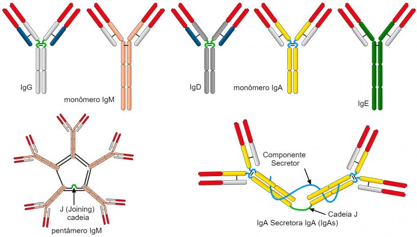 Figura 2. As diferentes sequ&ecirc;ncias de amino&aacute;cidos da regi&atilde;o de cadeia constante pesada (H) caracterizam&nbsp;diferentes classes de anticorpos ou is&oacute;tipos.
