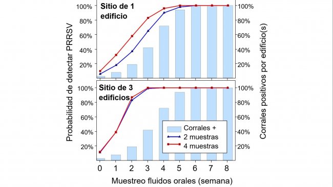 Figura 1. Detecção de PRRSV usando amostragem espacial fixa. Probabilidade de detectar ≥ 1 amostra positiva para PRRSV em função do número de amostras coletadas por baia (2 ou 4) e do número de baias amostradas por granja (1 ou 3). Observe que a probabilidade de detecção aumenta geometricamente com o número de cordas e galpões amostrados. Dados de Rotolo et al., (2017).