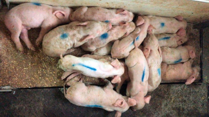Imagem&nbsp;1. Na imagem &eacute; poss&iacute;vel ver leit&otilde;es de tr&ecirc;s dias com diarreia l&iacute;quida, &uacute;mida e amarelada. Os animais est&atilde;o sentindo frio, por isso est&atilde;o amontoados na placa de aquecimento.

