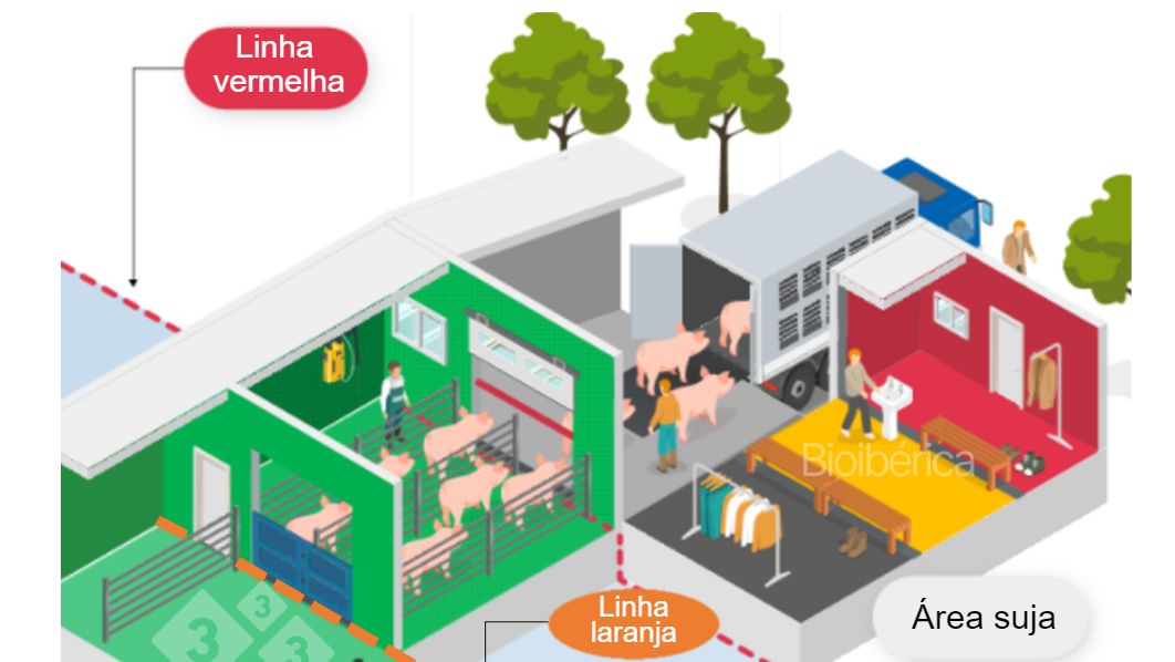 Imagem 1. &Aacute;rea de carregamento projetada para carregar su&iacute;nos em um caminh&atilde;o. Uma dupla linha de separa&ccedil;&atilde;o (linha pontilhadas vermelha e laranja) foi criada entre as &aacute;reas limpas e sujas para melhorar a biosseguran&ccedil;a desse processo. Essa imagem &eacute; cortesia de Bioiberica.
