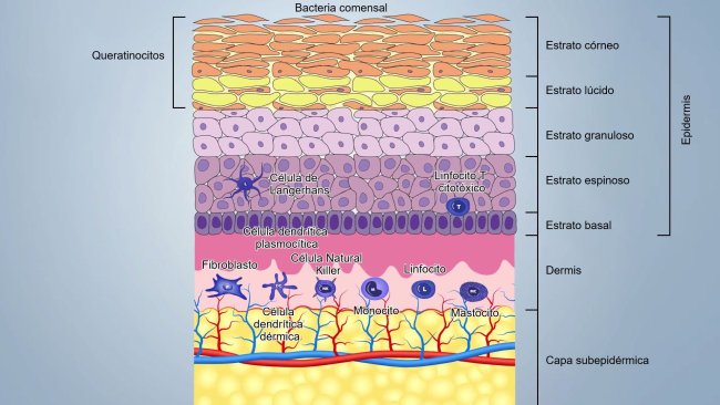 Figura 1. Esquema das camadas da pele.