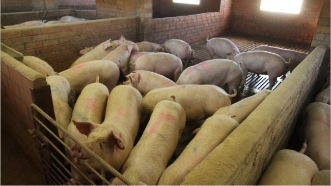 Foto 1. A localização das baias pode ter impacto no desempenho dos suínos.