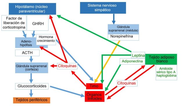 *Sistema neuroendoimunitário ACTH: hormônio adrenocorticotrófico * GHRH: hormônio liberador de GH.