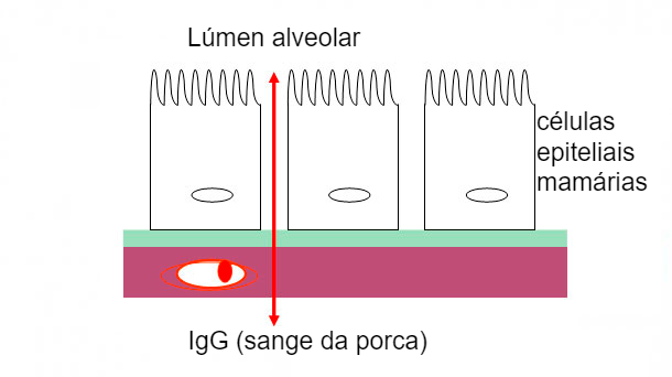 Figura 2. Ilustra&ccedil;&atilde;o esquem&aacute;tica das jun&ccedil;&otilde;es herm&eacute;ticas da gl&acirc;ndula mam&aacute;ria durante a fase de colostro.
