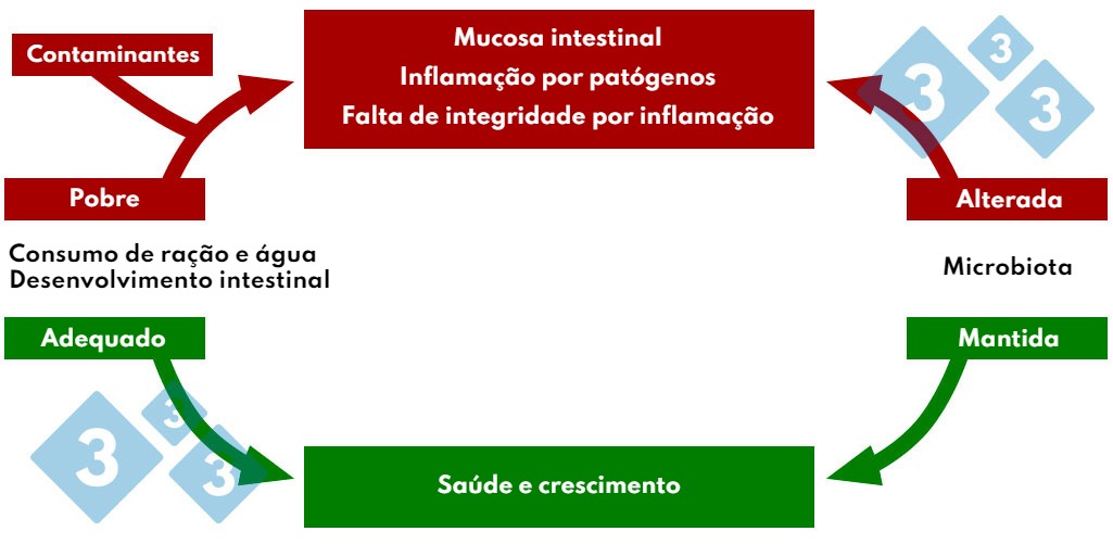 Interacción consumo de pienso y agua en la patología intestinal