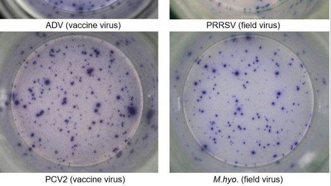 Fig. 1. Respostas específicas de antígeno IFN-γ ELISPOT em PBMC a agentes patogênicos de suínos. ADV: vírus da doença de Aujeszky; PRRSV: vírus da Síndrome Reprodutiva e Respiratóra Suína; PCV2: Circovírus Suíno tipo 2; M.hyo .: Mycoplasma hyopneumoniae. Cada mancha é devido à secreção de IFN-γ por linfócitos T reativos de memória/efetores. Entre parênteses é indicado o agente patogênico usado para reativar as células nas placas de teste.