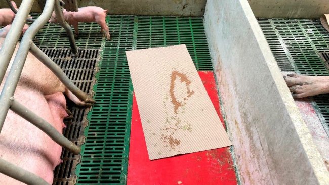 Imagem 1. Um método prático de coleta de diarreia é a utilização de esteiras que são usadas para secar e dar conforto ao leitão durante o parto. Essas esteiras são deixadas na gaiola e se houver diarreia os leitões vão sujá-la, depois prepara-se a mistura que será administrada à porca.