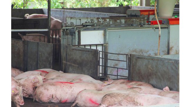 Compartimentação sanitária da suinocultura. Foto: divulgação Seagri-DF