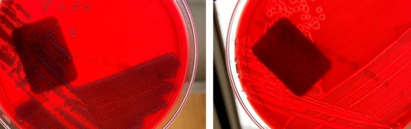 E. coli n&atilde;o hemol&iacute;tica (esquerda) e&nbsp;E. coli hemol&iacute;tica (direita)
