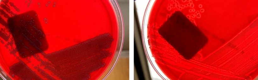 E. coli n&atilde;o hemol&iacute;tica (esquerda) e&nbsp;E. coli hemol&iacute;tica (direita)
