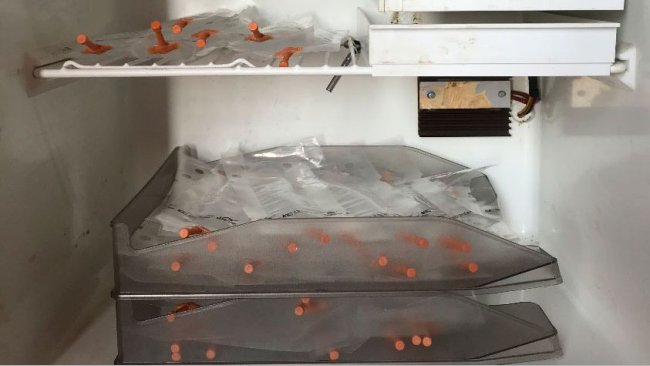 Foto 1. Colocar as doses em bandejas dispostas umas sobre as outras para evitar a sedimentação inadequada dos espermatozóides e facilitar sua movimentação periódica para sua homogeneização.