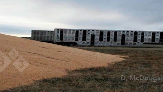 Imagem 2. Proximidade de veículos de transporte contaminados e armazenamento externo de milho. Fonte: Dr. Doug McDougald.