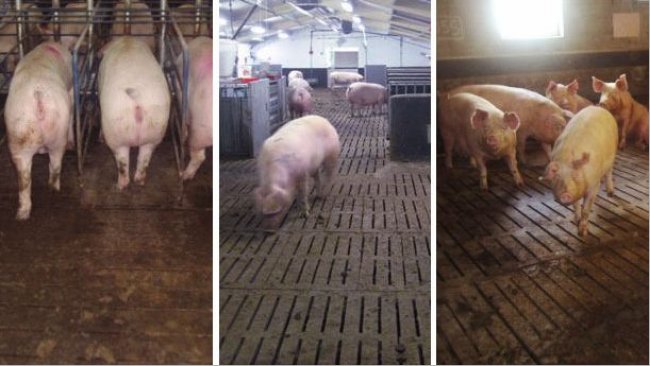 Diversos tipos de pisos em baias coletivas. Em todos os casos o aumento de brigas aumenta as claudicações.