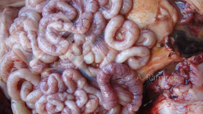 Imagem 2. Intestino delgado levemente ondulado (devido ao espessamento da parede intestinal) sugerindo ileíte leve a moderadamente crônica sem complicações. Se abríssemos os intestinos, o espessamento e a ondulação se tornariam mais aparentes.