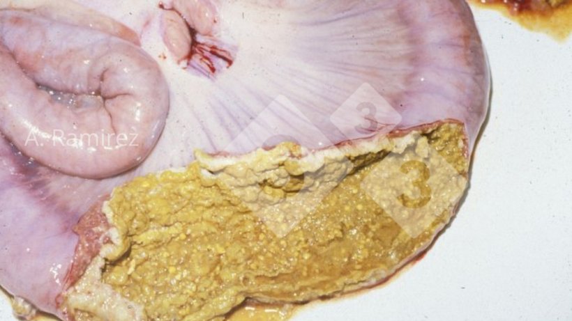Imagem&nbsp;3. &Iacute;leo de su&iacute;no com uma membrana necr&oacute;tica aderida &agrave; superf&iacute;cie da mucosa intestinal.
