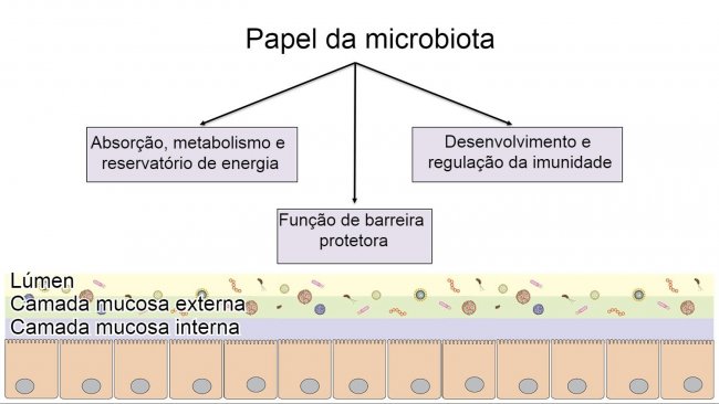 Funções da microbiota: barreira intestinal, digestão e metabolismo de nutrientes e regulação da imunidade.