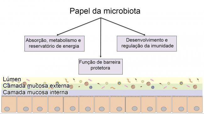Fun&ccedil;&otilde;es da microbiota: barreira intestinal, digest&atilde;o e metabolismo de nutrientes e regula&ccedil;&atilde;o da imunidade.
