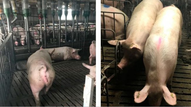 Foto 1. Deslocamento de reprodutoras aos 35 dias de gestação.