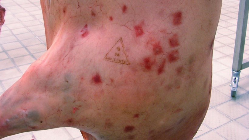 Figura 2. A infec&ccedil;&atilde;o por Erysipelothrix rhusiopathiae em sua forma aguda pode causar les&otilde;es cut&acirc;neas em formato romboide que lembram o formato de diamante e s&atilde;o caracter&iacute;sticas de infec&ccedil;&atilde;o por essa bact&eacute;ria. Fonte: Professor Dr. Reinhard Fries / Freie Universit&auml;t Berlin.
