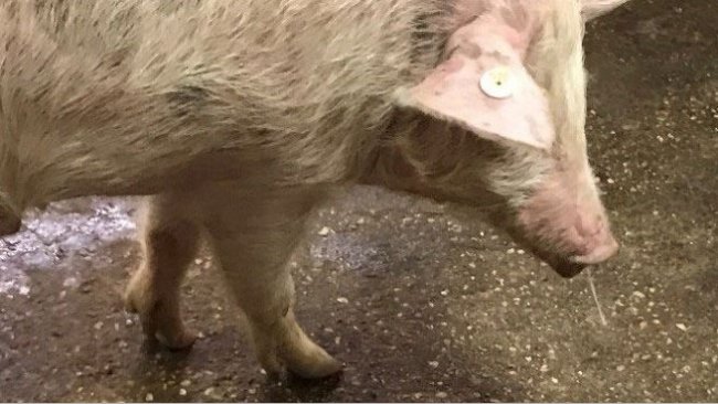 Imagem 1. Mucosidade nasal + febre = Gripe suína.