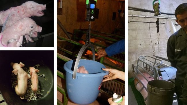 Figura 3. Imagem da pesagem no nascimento e diferenças no tamanho dentro da mesma leitegada.