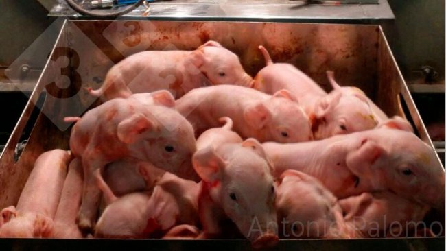 Leitegada de 16 leitões de uma fêmeas hiperprolífica.