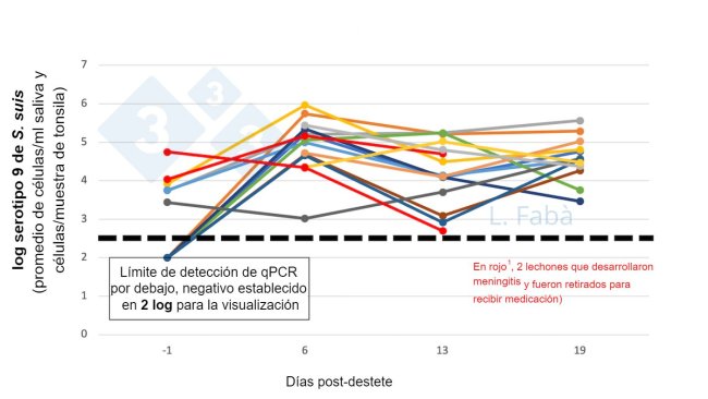 Figura 2. Concentração de S. suis na cavidade oral antes e após o desmame. A carga de S. suis sorotipo 9 (média das amostras de saliva e amígdala) muda após o desmame para 15 leitões de 3 leitegadas diferentes (atribuídas de acordo com a origem da fêmea, 3 por baia ao desmame).