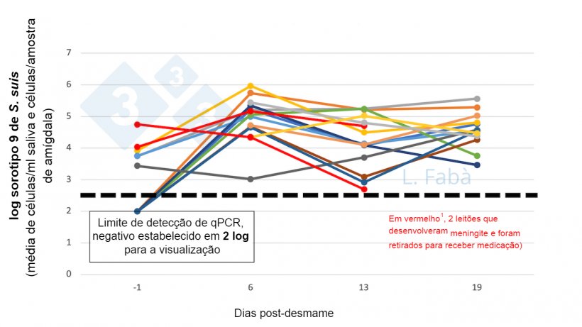Figura 2. Concentra&ccedil;&atilde;o&nbsp;de S. suis na cavidade oral antes e ap&oacute;s o desmame. A carga de S. suis sorotipo 9 (m&eacute;dia das amostras de saliva e am&iacute;gdala) muda ap&oacute;s o desmame para 15 leit&otilde;es de 3 leitegadas diferentes (atribu&iacute;das de acordo com a origem da f&ecirc;mea, 3 por baia ao desmame).
