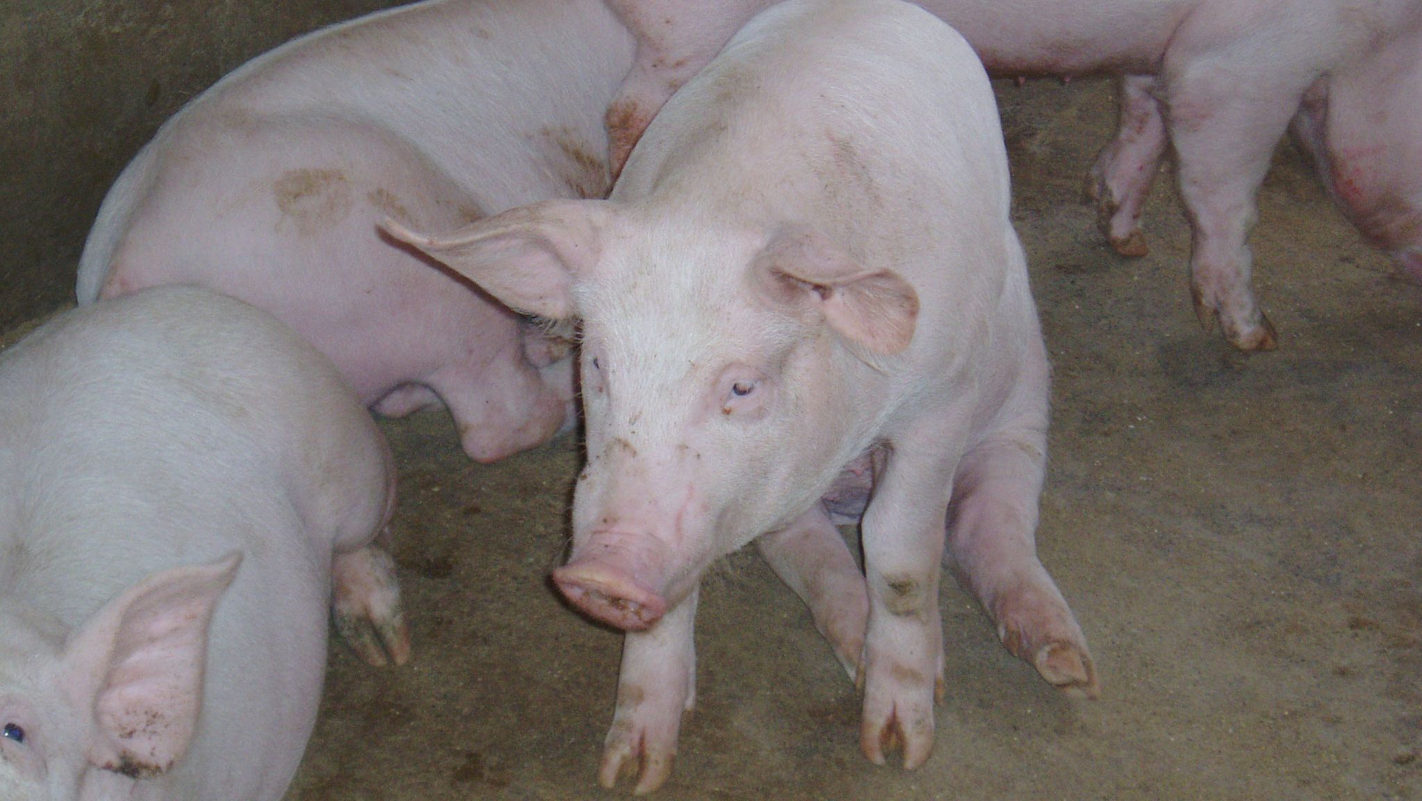 Su&iacute;no na posi&ccedil;&atilde;o de "cachorro sentado"
