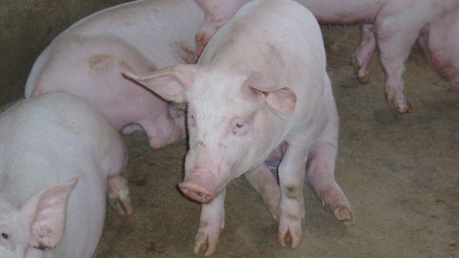 Suíno na posição de "cachorro sentado"