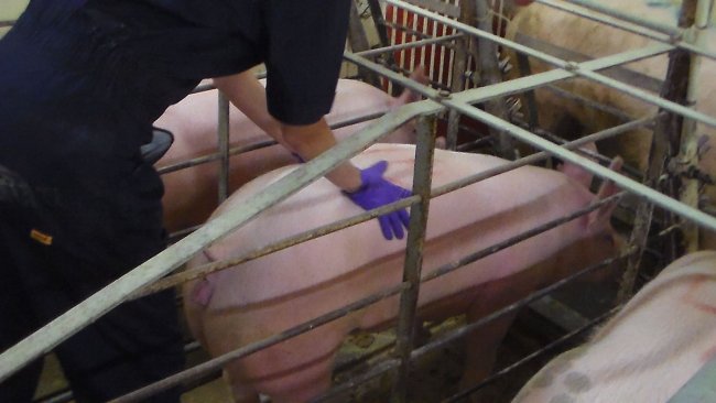 Leitoa com sinal de cio, imóvel e com orelhas em pé