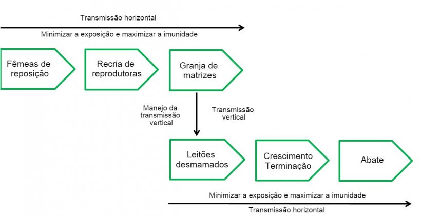 Quadro 2: Diferentes est&aacute;gios na cadeia de infec&ccedil;&atilde;o
