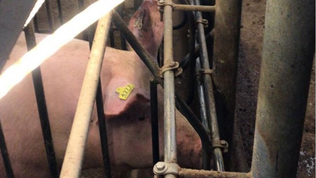 Imagem 2: Tubos de iluminação de led na altura dos olhos das fêmeas na baia de inseminação..