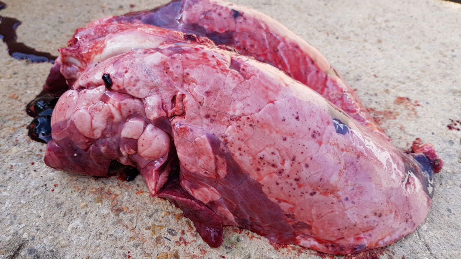 Figura 1.&nbsp;Les&otilde;es causadas pela Influenza su&iacute;na
