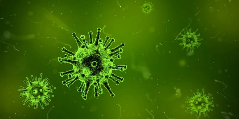 Coronavirus - surto x suprimento de carne su&iacute;na
