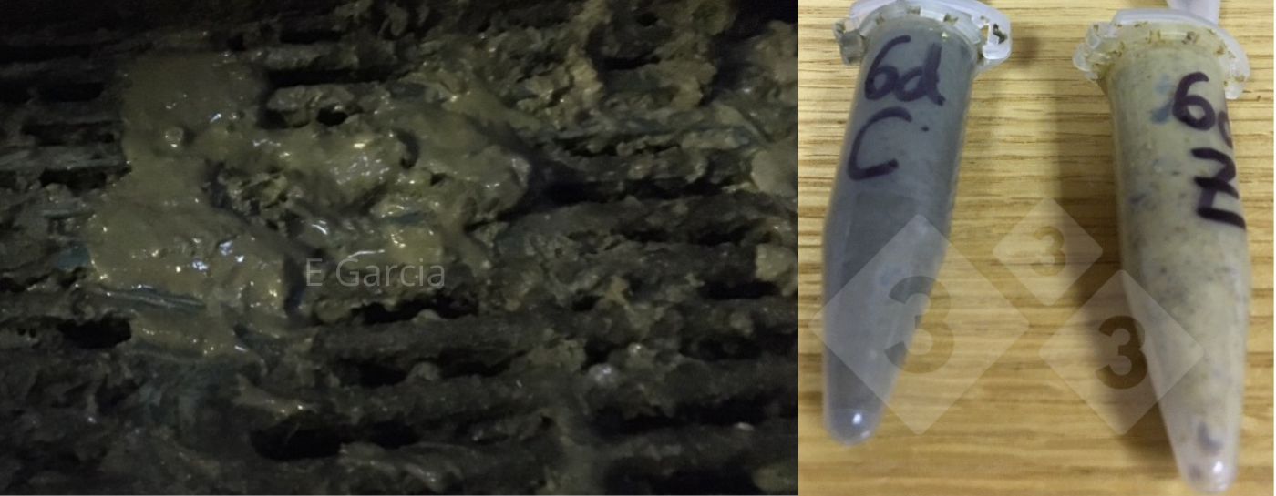 Figura 2. Ao remover o&nbsp;medicamento do alimento, incluindo o ZnO, voc&ecirc; notar&aacute; que as fezes est&atilde;o mais escuras e moles. Vai durar uma semana ap&oacute;s o desmame. No entanto, se n&atilde;o houver surto, isso vai passar e os leit&otilde;es v&atilde;o melhorar. Os tubos mostram fezes dentro da mesma granja com (Z) e sem ZnO (C) 6 dias ap&oacute;s o desmame.
