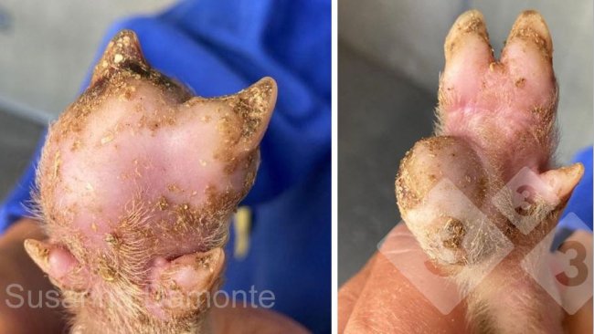 Figura 2. Lesão plantar em um leitão de 15 dias