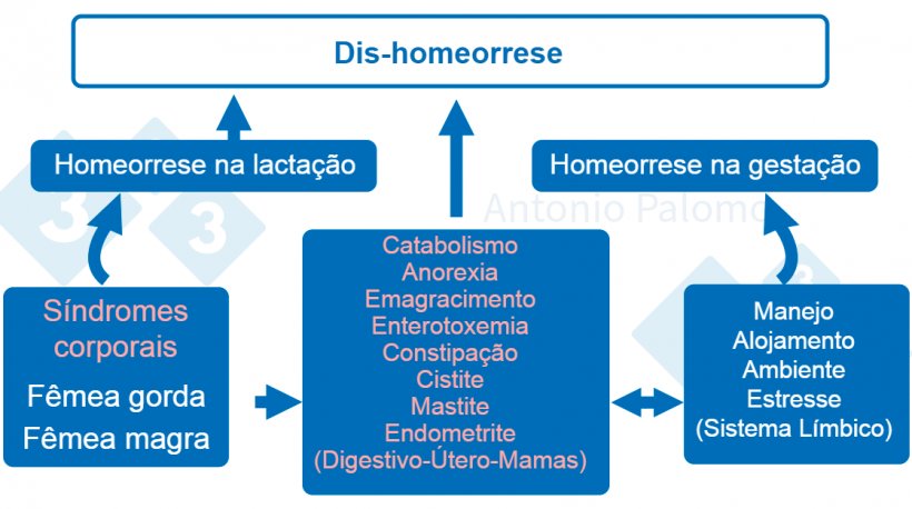 Figura 1. Desordens metab&oacute;licas em animais reprodutivos. Fisiopatologia p&oacute;s-parto, 2015. (Palomo, 2015).
