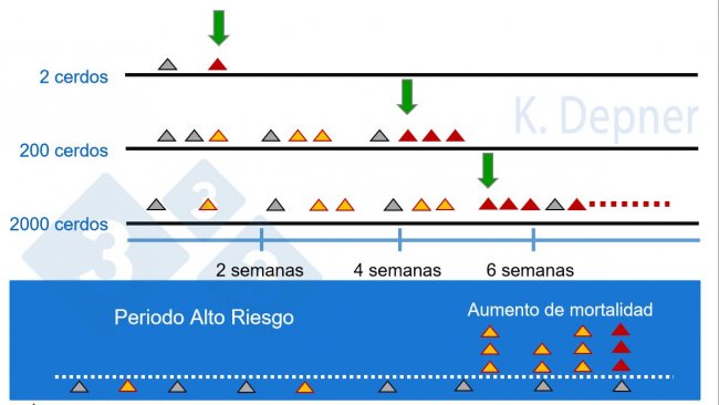 Figura 1. Período de alto risco e tamanho da granja. Nos pequenos geralmente é mais fácil detectar a PSA precocemente devido ao pequeno número de animais, enquanto nos grandes os primeiros animais doentes ou mortos podem passar despercebidos.