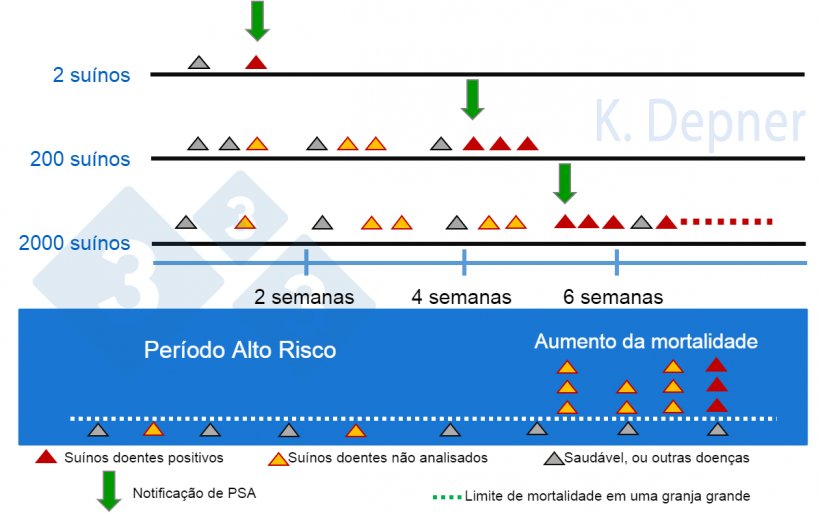 Figura 1. Per&iacute;odo de alto risco e tamanho da granja. Nos pequenos geralmente &eacute; mais f&aacute;cil detectar a PSA&nbsp;precocemente devido ao pequeno n&uacute;mero de animais, enquanto nos grandes os primeiros animais doentes ou mortos podem passar despercebidos.
