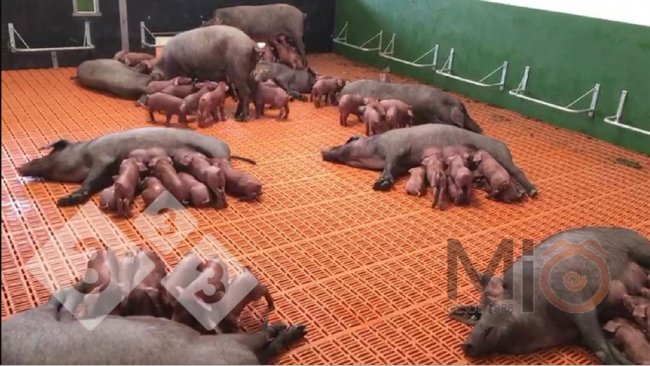 Figura 2. Um exemplo de baia de lactação em grupo onde fêmeas e leitões podem se misturar e interagir. Fonte: mio1898.com