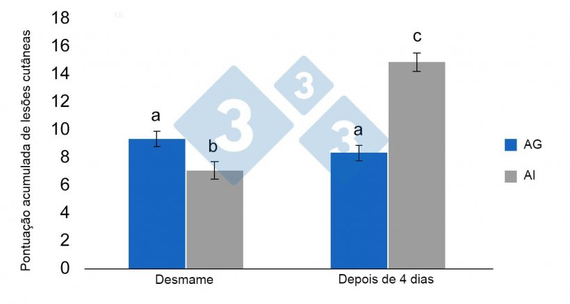 Figura 3. M&iacute;nimos quadrados m&eacute;dios e erros padr&atilde;o da pontua&ccedil;&atilde;o de les&atilde;o cumulativa em leit&otilde;es desmamados previamente alojados em AG pr&eacute;-desmame (alojamento em grupo) ou IA (alojamento individual). Diferen&ccedil;as significativas s&atilde;o indicadas com letras diferentes (p &lt;0,05) (de Schrey et al., 2019).

