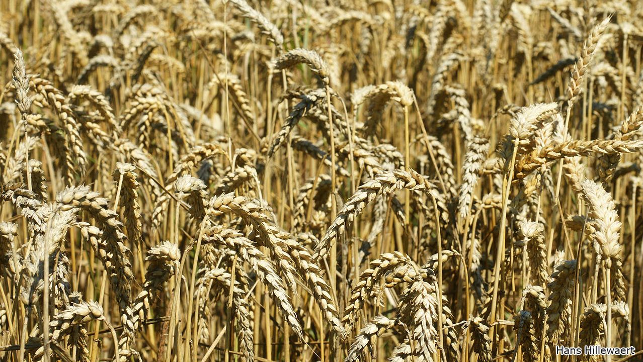 Campo de trigo em&nbsp;Oostburg, Pa&iacute;ses Bajos. Foto de Hans Hillewaert.

