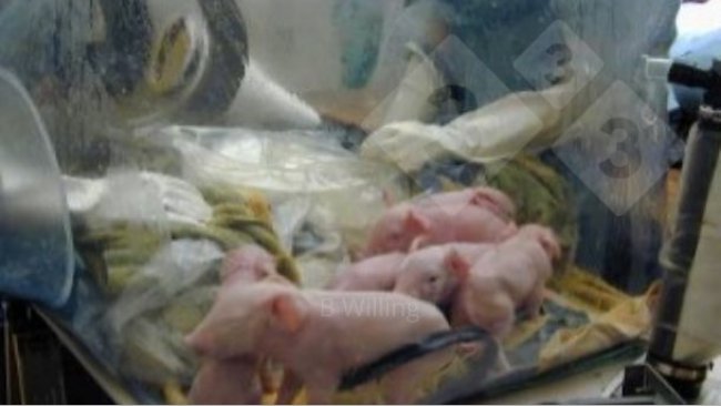 Figura 1. Produção de suínos de livres de germes.