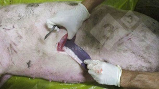 Foto 1. Amostragem em caso de suspeita de PSA. Foto cortesia da Dra. Nadezhda Konovalova.
